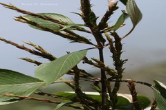 Strobilanthes consanguineus